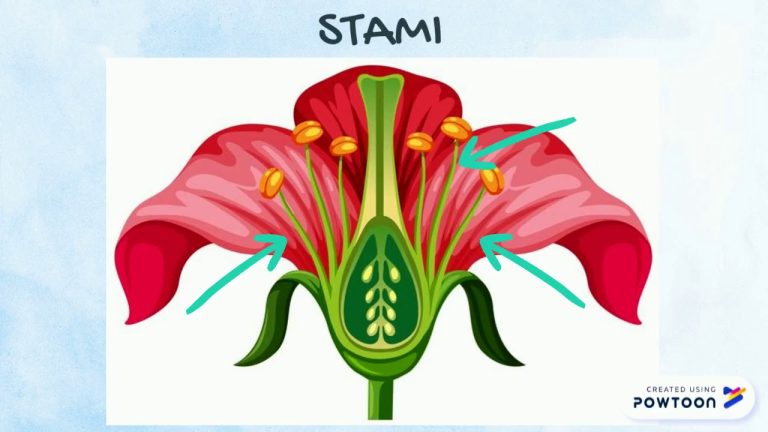 Il Fiore Spiegato Ai Bambini Aggiornato Novembre 2024