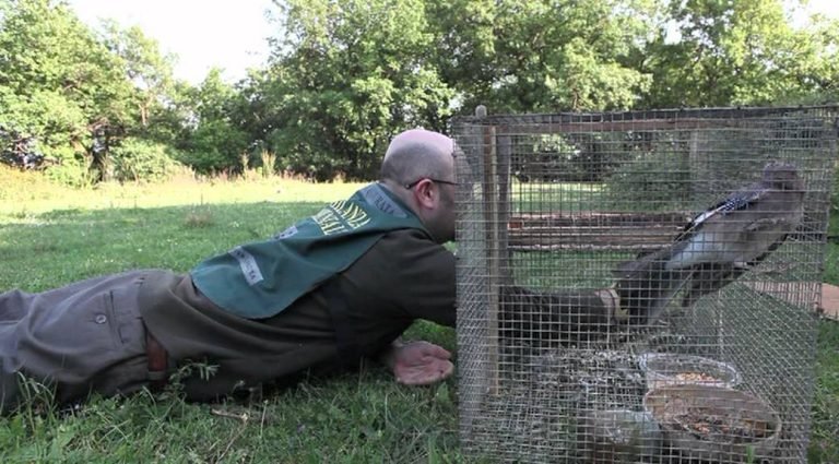 Bracconaggio spiegato ai bambini