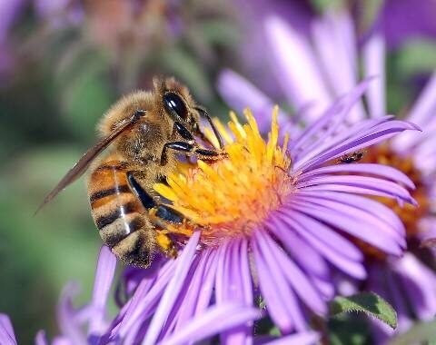 Un'ape mellifera raccoglie il nettare su un fiore