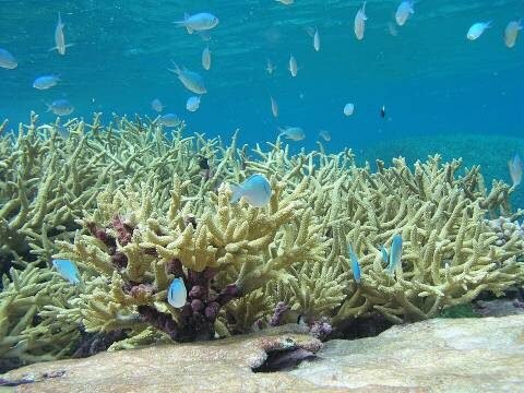 Una barriera corallina con coralli e pesci colorati