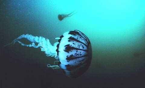 Una medusa che nuota nel mare